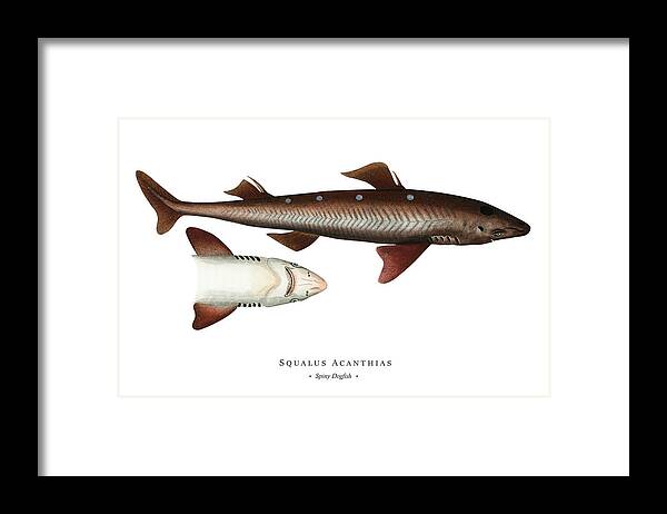 Illustration Framed Print featuring the digital art Vintage Fish Illustration - Spiny Dogfish by Marcus E Bloch