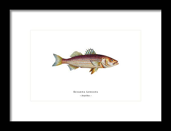 Illustration Framed Print featuring the digital art Vintage Fish Illustration - Striped Bass by Studio Grafiikka