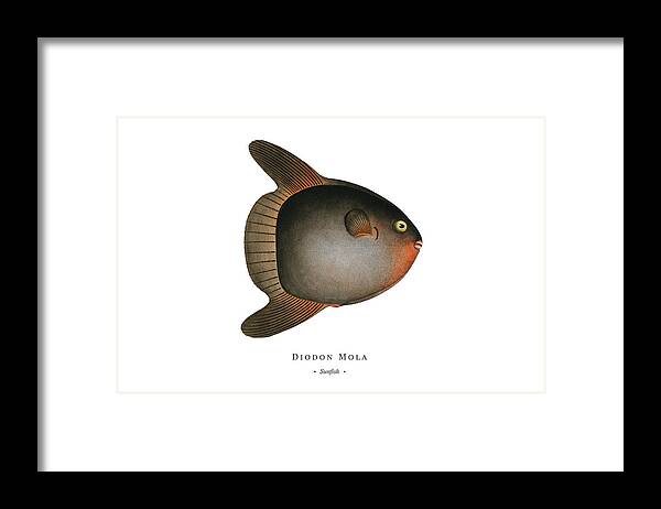 Illustration Framed Print featuring the digital art Vintage Fish Illustration - Sunfish by Studio Grafiikka