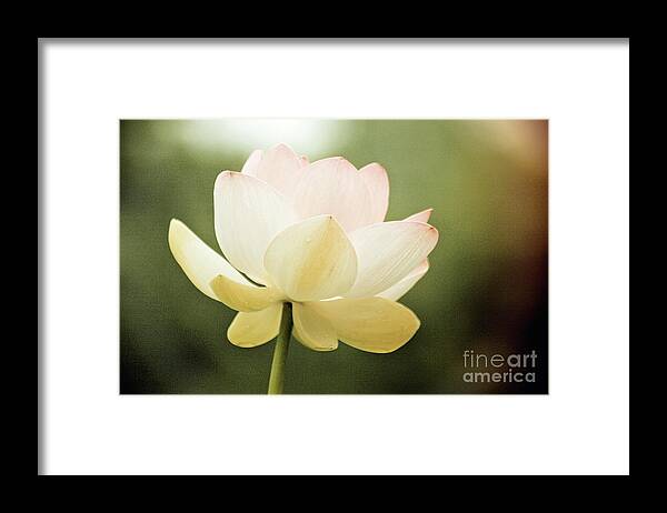 Lotus; Lotus Blossom; Water Lily; Water Lilies; Lily; Lilies; Flowers; Flower; Floral; Flora; White; White Water Lily; White Flowers; Green; Pink; Vintage; Simple; Decorative; Décor; Abstract; Close-up Framed Print featuring the photograph Vintage Lotus by Tina Uihlein