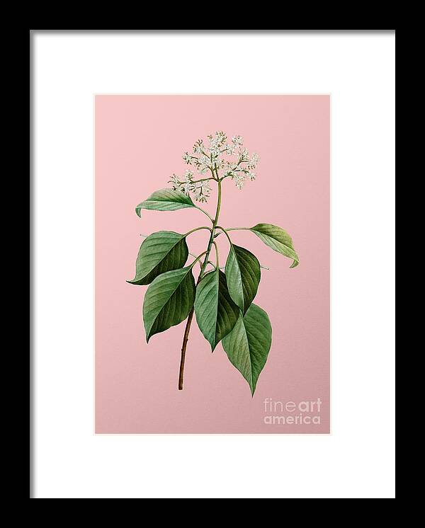 Holyrockarts Framed Print featuring the mixed media Vintage Pagoda Dogwood Botanical Illustration on Pink by Holy Rock Design