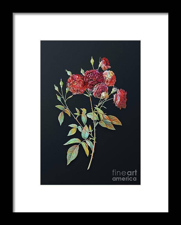 Vintage Framed Print featuring the mixed media Vintage Ternaux Rose Bloom Botanical Art on Dark Steel Gray n.0748 by Holy Rock Design