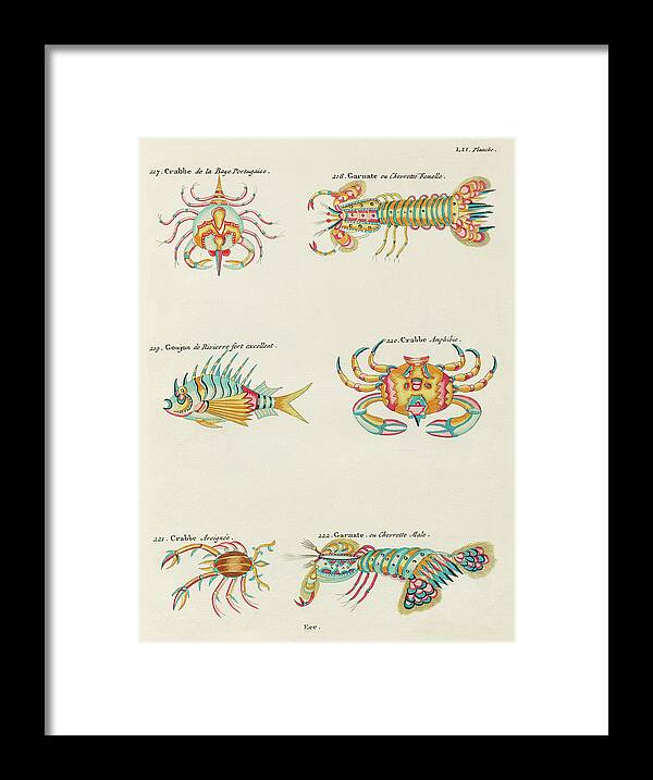 Fish Framed Print featuring the digital art Vintage, Whimsical Fish and Marine Life Illustration by Louis Renard - Crabbe, Goujon, Garnate by Louis Renard