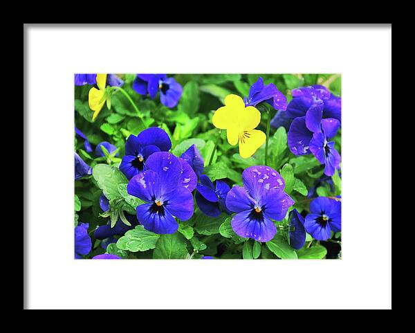African Framed Print featuring the photograph Viola Tricolor by Jamart Photography