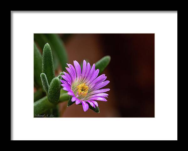 Flowers Framed Print featuring the photograph Violet and Yellow by David Lee