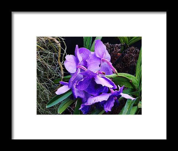 Flower Framed Print featuring the photograph Violet Elephant Hiding by Russel Considine