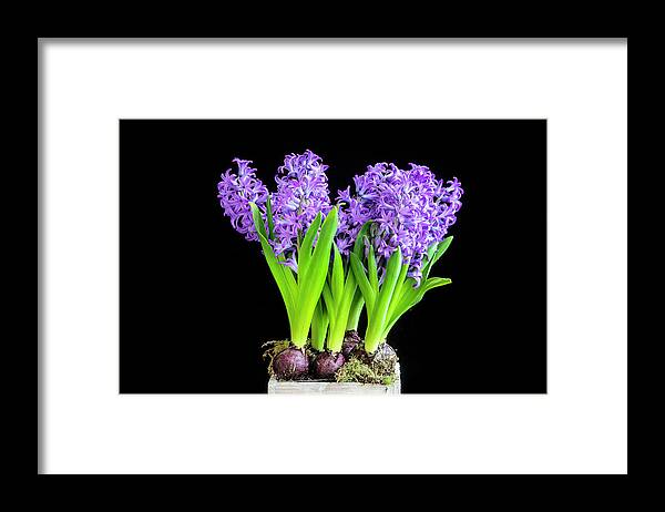 Hyacinths Framed Print featuring the photograph Violet Hyacinths X100 by Rich Franco