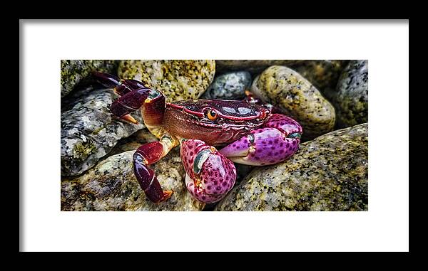 Crab Framed Print featuring the photograph Violet the Crab by Andrew Spivey by California Coastal Commission
