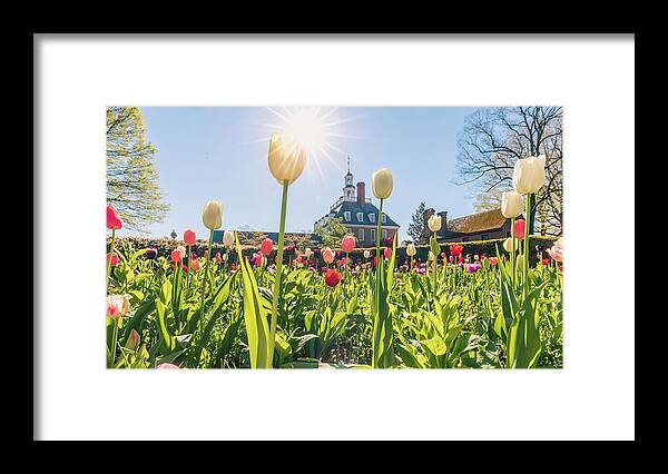 Tulips Framed Print featuring the photograph Virginia Garden in the Spring by Rachel Morrison