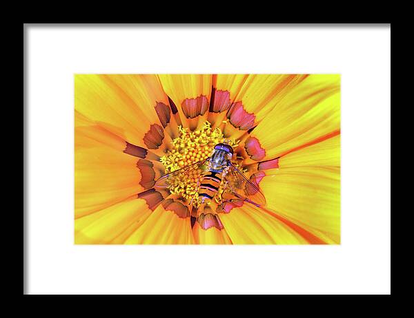 Macro Framed Print featuring the photograph Visiting Gazania by Terence Davis