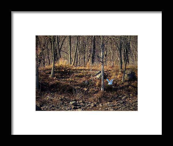 Woods Framed Print featuring the photograph Visitor in the Woods by Linda Stern