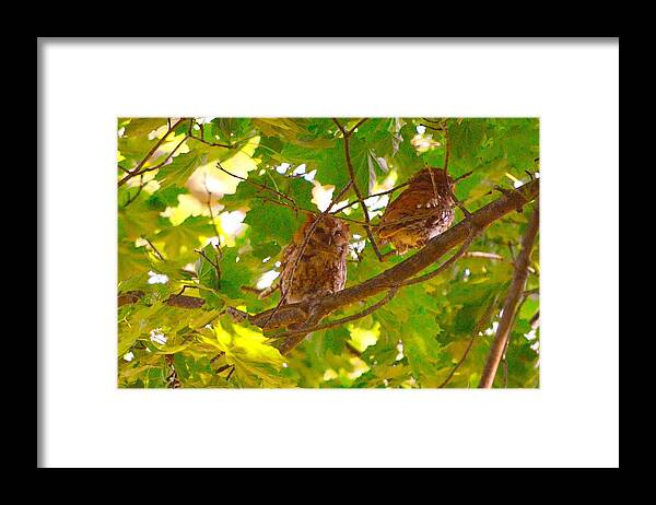 Eastern Screech Owls Framed Print featuring the photograph Visitors in my Backyard by Stacie Siemsen