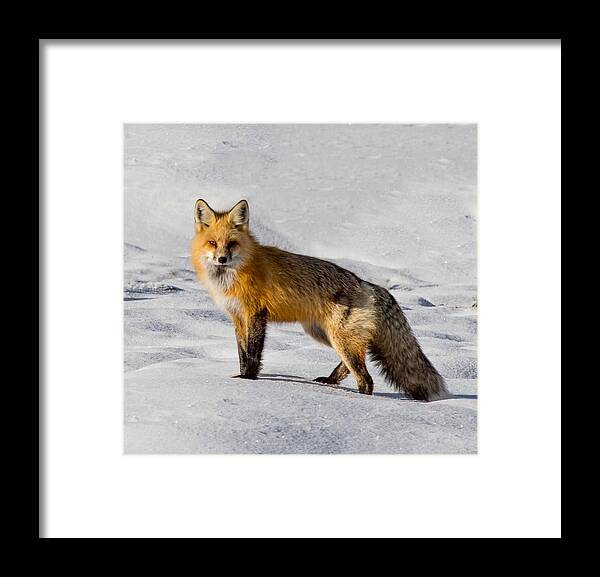 Fox Framed Print featuring the photograph Vixen by Carolyn Mickulas