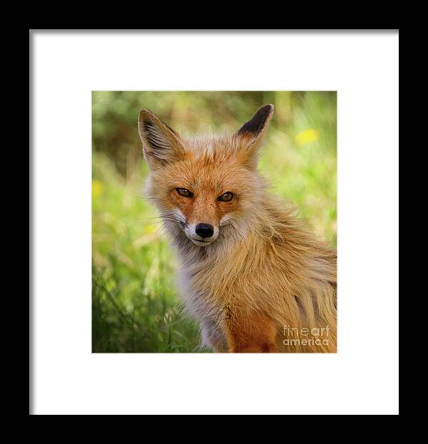 Vulpes Vulpes Framed Print featuring the photograph Vulpes vulpes by Dlamb Photography