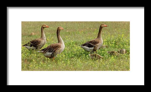 Geese Framed Print featuring the photograph Waddling Through the Wildflowers by Marcy Wielfaert