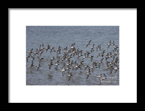 Waders Framed Print featuring the photograph Waders in Flight by Eva Lechner