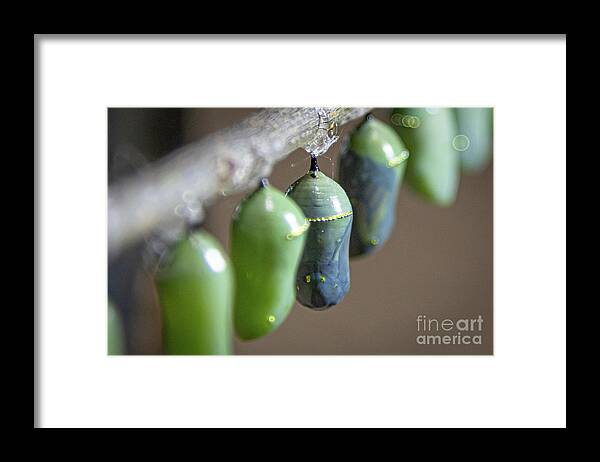 Monarchs Framed Print featuring the photograph Waiting for Butterflies by Amfmgirl Photography