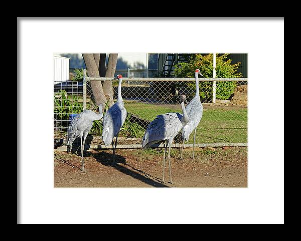 Animals Framed Print featuring the photograph Waiting for the Bus by Maryse Jansen