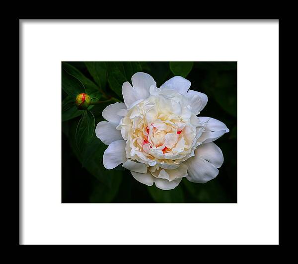 Flower Framed Print featuring the photograph I Will Become by Hans Brakob