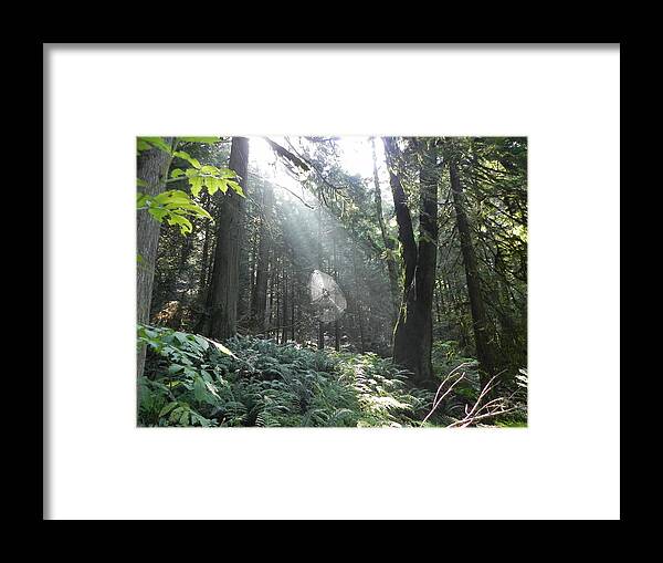Spider Web Framed Print featuring the photograph Waiting in the Forest by Erika Dick