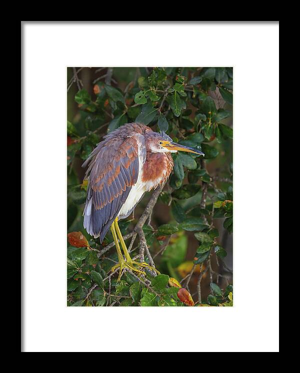 Tricolored Heron Framed Print featuring the photograph Wakodahatchee Wetlands Tricolored Heron by Juergen Roth