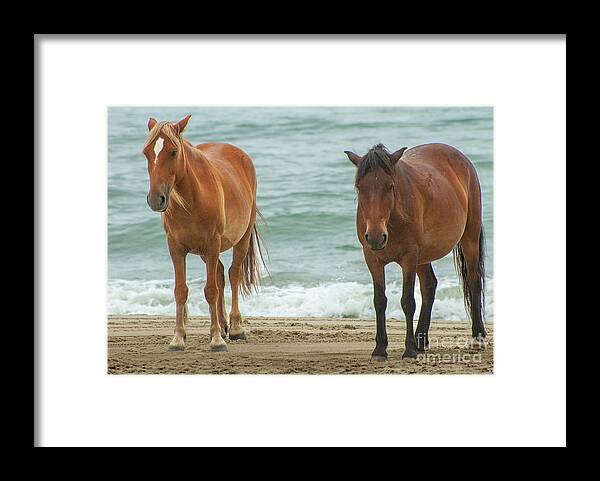 Horses Framed Print featuring the photograph Walk on the Beach OBX by Edward Sobuta