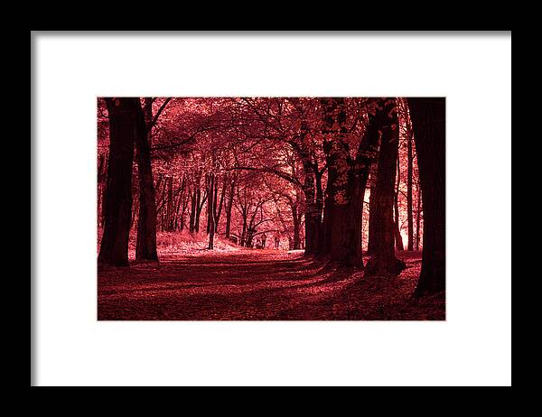 Forest Framed Print featuring the photograph Walking down an enchanted alley by Maria Dimitrova