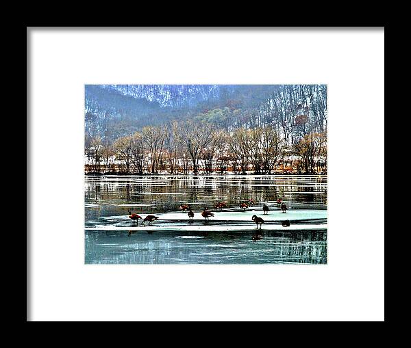 Geese Framed Print featuring the photograph Walking on Water by Susie Loechler