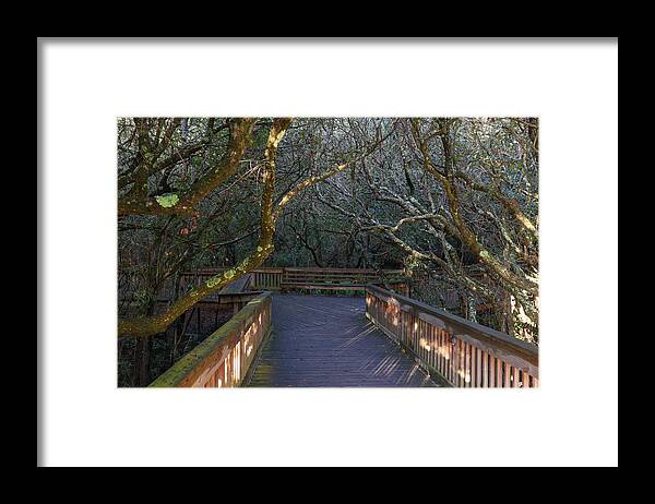 Jekyll Island Framed Print featuring the photograph Walking The Tangle by Ed Williams