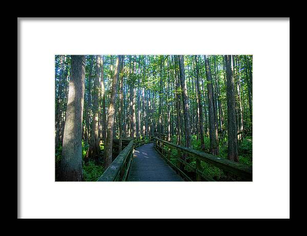 Trees Framed Print featuring the photograph Walkway through trees by Dart Humeston
