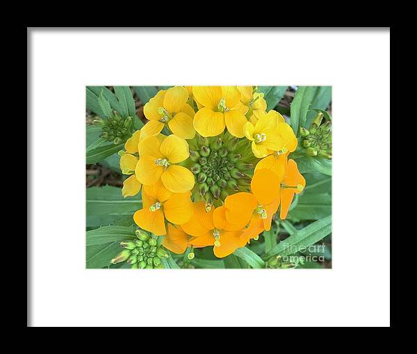 Wall Framed Print featuring the photograph Wall Flower by Catherine Wilson