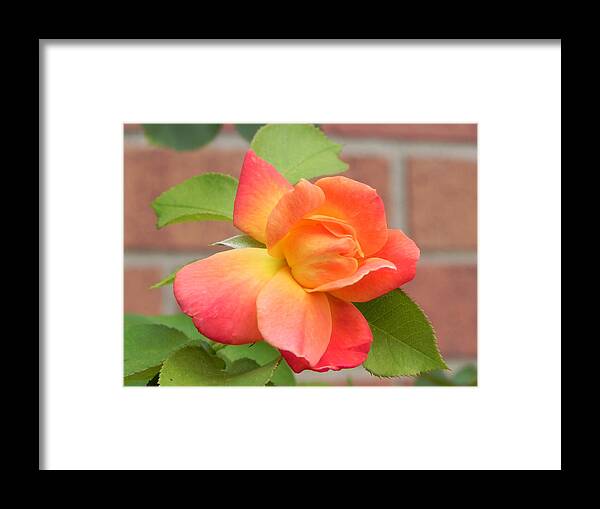  Framed Print featuring the photograph Wall Flower by John Parry