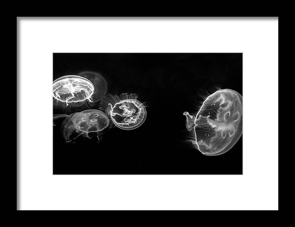 Aquarium Framed Print featuring the photograph Wandering by Gina Cinardo