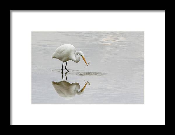 White Birds Framed Print featuring the photograph Wanna Catch Some Lunch? by Linda Shannon Morgan