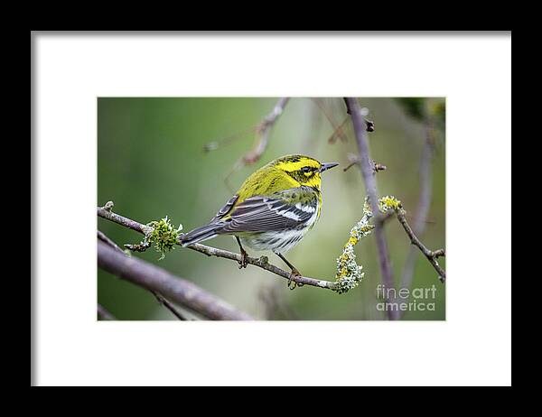 Cold Framed Print featuring the photograph Warbler by Craig Leaper