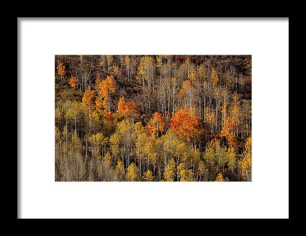 Fall Framed Print featuring the photograph Warm Light On Distant Aspens by Denise Bush