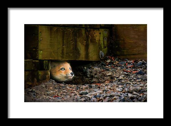 Fox Framed Print featuring the photograph Wary Red Fox Kit 6204 by Dan Beauvais