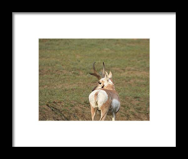 Antelope Framed Print featuring the photograph Watchful Antelope by Amanda R Wright