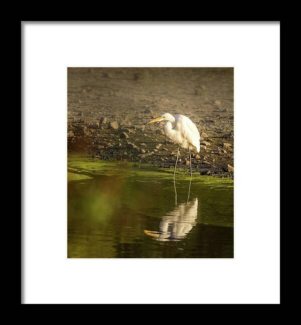 Watchful Egret Framed Print featuring the photograph Watchful Egret by Jean Noren