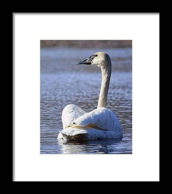 Waterfowl Framed Print featuring the photograph Watchful Trumpeter Swan by Dale Kauzlaric