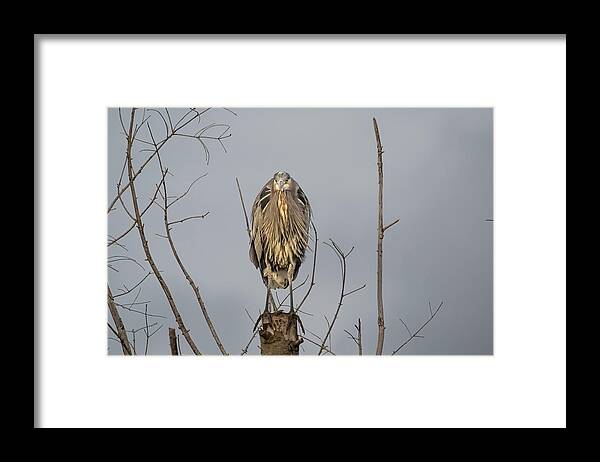 Gbh Framed Print featuring the photograph Watching by Jerry Cahill