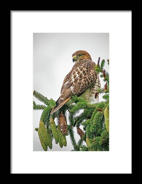 Bird Framed Print featuring the photograph Watching Me Watching You by Ira Marcus