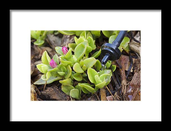Water Conservation Framed Print featuring the photograph Water drip system and iceplant by PictureLake