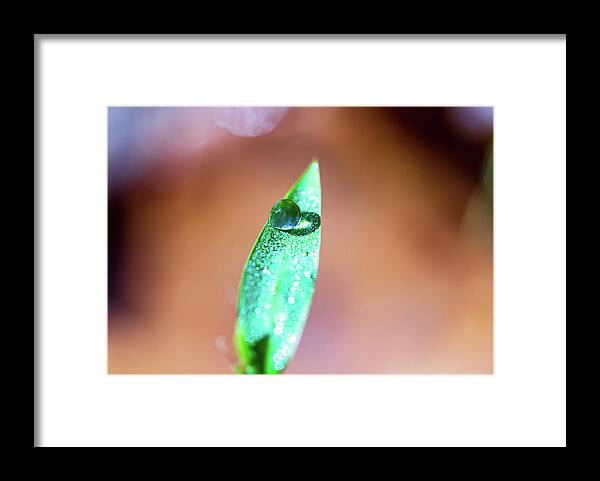 Leaf Framed Print featuring the photograph Water Drop on a Green Leaf by Amelia Pearn