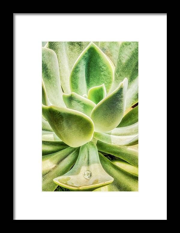 Plant Framed Print featuring the photograph Water Drop On Echeveria Plant by Gary Slawsky