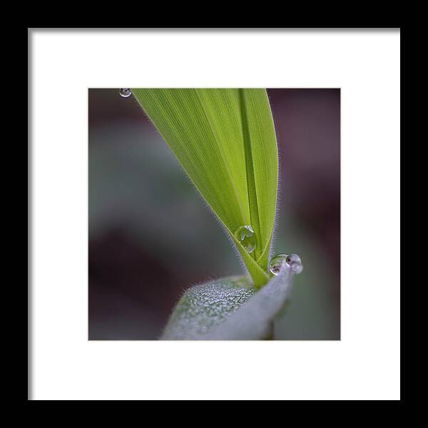 Water Framed Print featuring the photograph Water Drop On Grass by Karen Rispin