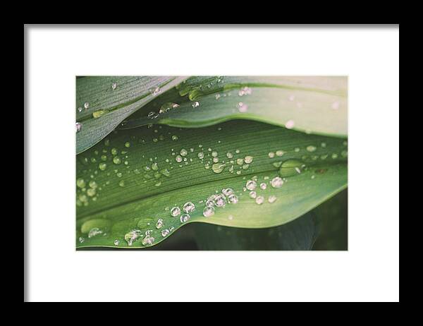 Water Framed Print featuring the photograph Water Droplets on Lily Leaves by Jason Fink