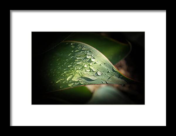 Water Drops Framed Print featuring the photograph Water Drops in the Light by Alison Frank