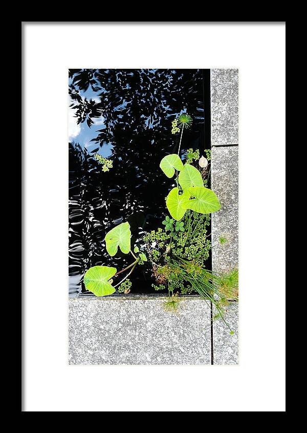  Framed Print featuring the photograph Water Ferns by John Parry
