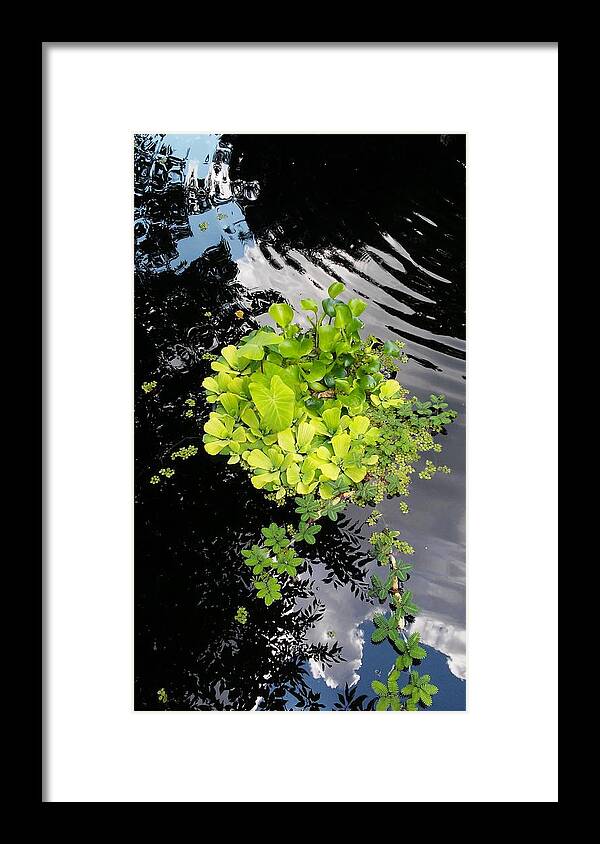  Framed Print featuring the photograph Water Foilage by John Parry